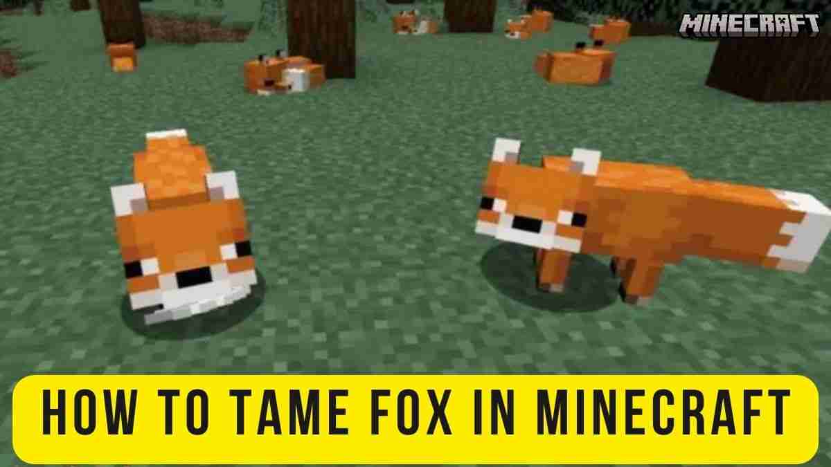 How to Tame Fox in Minecraft